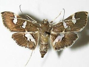 Desmia ufeus